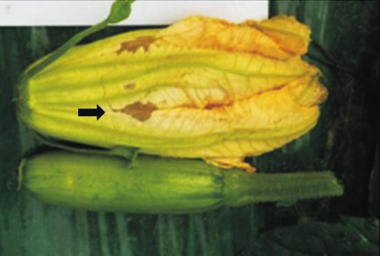 , Hayward, CA, USA) 를이용하여 Biolog 기질이용성을조사하였다. 각균주를 BUG (Biolog Universal Growth) agar에서 30 o C 24시간배양하였다. 배양된균주를 GN/GP inoculating fluid 용액에현탁하여분광광도계 OD 600nm 에서 52% T 농도가되도록희석하였다.