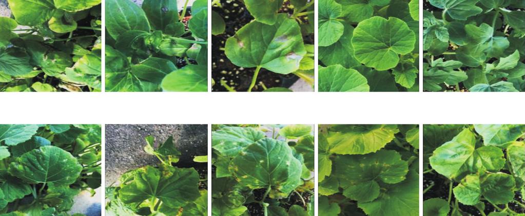 162 Research in Plant Disease Vol. 22 No. 3 Figleaf groud (Cucurbita ficifolia) Cucumber ( Cucumis sativus cv. Seolback) Young pumpkin ( Cucurbita mochata cv. Bokjuput) Zucchini ( Cucurbita pepo cv.