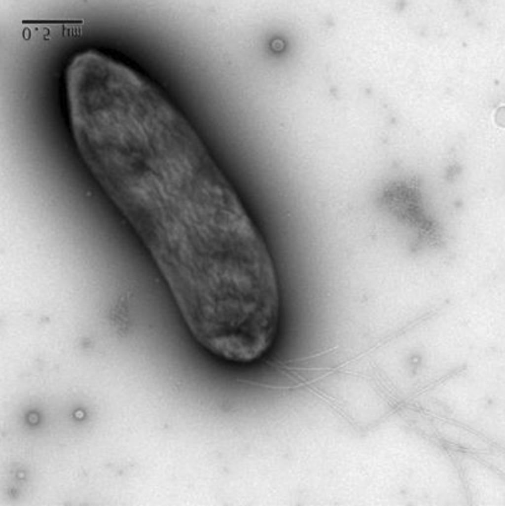 Research in Plant Disease Vol. 22 No. 3 163 과가장유사한그룹으로확인되었다 (Fig. 5). 이 clade 는 P. syringae pv. pisi, P. syringae pv. atrofaciens, P. syringae pv. japonica 균주들을포함하고있는 genomospecies group 1에속하였다 (Fig.