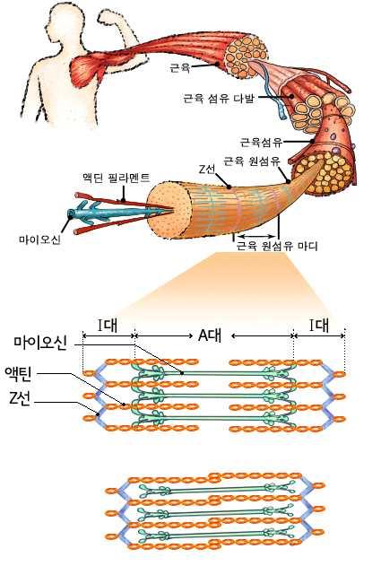 근육원섬유마디는근수축의기본단위이며, 근육원섬유마디와마디를구분하는경계선을 Z선이라고하다. 근육원섬유마디는굵은마이오신이가는액틴필라멘트사이에일부분씩겹쳐배열되어있는구조를하고있다.