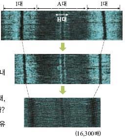 근수축의원리 관찰해보기 근수축이할때근육원섬유마디의변화 는왜생기는것일까 아래그림은근수축할때생기는근육원섬유마디의변화를전자현미경으로관찰한 것이다. 관찰결과및정리 1. A 대, H 대, I 대는어떤특징을나타내는가? ( 예시답안 ) A 대는어둡고, I 대는밝다. H 대는짧고어둡다. 2.