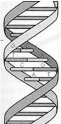 B. DNA 이해하기 1.