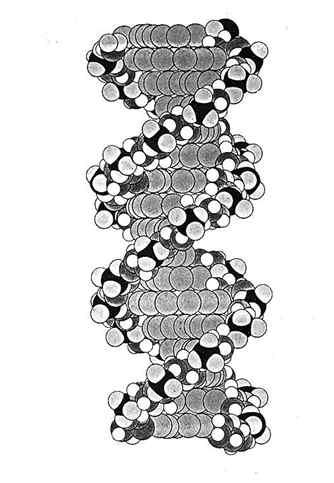 DNA 는뉴클레오티드가규칙적으로반복하여결합한것이다.