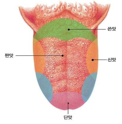 모듈 3. 바른식습관 생각열기 OX 퀴즈를통해서맛의종류를알아본다. - 질문 1) 가장기본적인맛의종류는 5가지이다. - 질문 2) 맛에는 ( 단맛 ), ( 신맛 ), ( 짠맛 ), ( 쓴맛 ) 이있다. - 질문 3) 매운맛은맛이아니라 ( 통각 ) 의일종이다. - 질문 4) 제5의맛이있는데, 이것을 ( 고소한맛 ) 이라한다. - 4~5명으로모둠을구성한다.