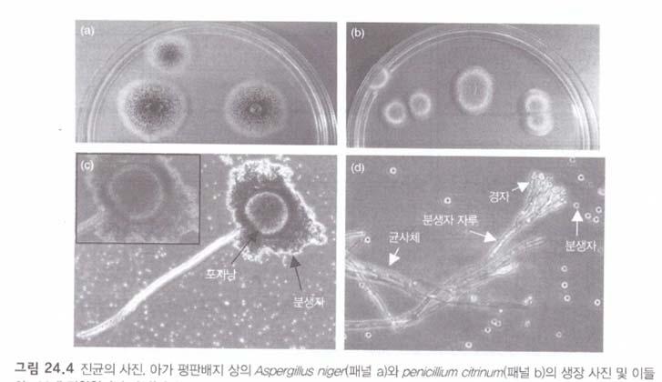 24 장. 식중독