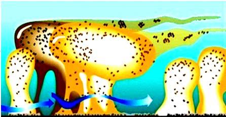 (MF) / 한외여과막 (UF) 생물막 (Biofilm) 미생물 분리막생물반응조 (MBR, membrane