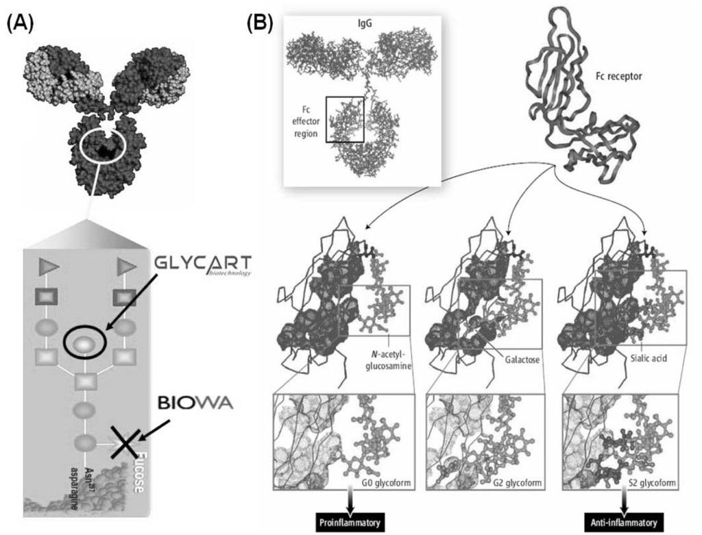 6. (Fc) (A) Fc (glycoengineering) (Biowa ) (B) biantenary, G2. (S1 S2 ), Fc Fc anti-inflammatory.