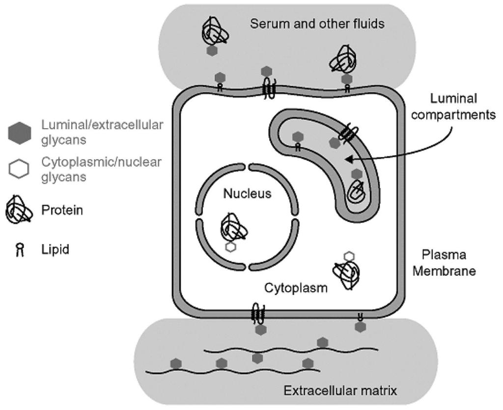 ( Introduction to Glycobiology Maureen E. Taylor, Kurt Drickamer (Eds)).