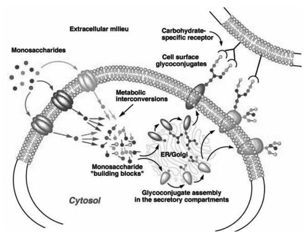 4. Glycoconjugate biosynthesis and cell surface recognition.(bertozzi CR, Kiessling LL. Chemical glycobiology. Science. 291, 2357-2364.) (molecular chaperon) calnexin glucose, calnexin,. (hydrolases).