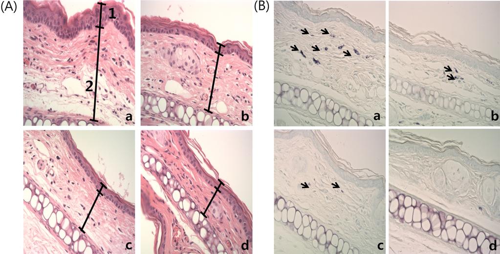 양파껍질열수추출물의 in vitro 및 in vivo 항염증효과 153 Fig. 7.