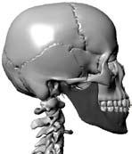 두개골의형태는고르지못한달걀모양으로서몇개의뼈로구성 머리부분의뼈와얼굴부분의뼈를합쳐서머리뼈라고한다.