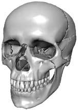 이마뼈관자뼈코뼈광대뼈 마루뼈 (parietal bone) 마루뼈는머리뼈의맨윗부분을차지하며앞으로는이마뼈와 뒤로는뒤통수뼈, 그리고측면좌우로는관자뼈과연결, 결합되어있는편평한뼈이다.