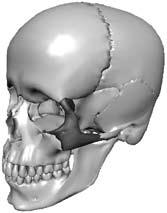 관자뼈 (temporal bone) 위로는마루뼈, 뒤로는뒤통수뼈, 앞으로는이마뼈, 나비 뼈 ( 접형골蝶形骨, sphenoid bone) 와연결된다.