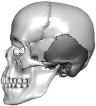 관자뼈와광대뼈는그양측의귀에서앞쪽수평방향으 이마뼈 (frontal bone) 이마뼈는앞머리, 즉이마를구성하는동시에눈구멍과눈 알 ( 안구眼球, eyeball), 그리고이에부수되는구조물을수용하는원모양의구멍
