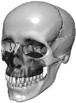 위턱뼈아래턱뼈분리된아래턱뼈 위턱뼈 (maxillar bone) 이뼈는얼굴의중앙부분에위치하며 2개의뼈가좌우로대칭을이룬다.