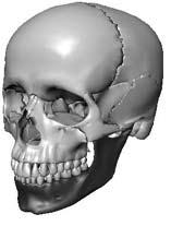 아래턱뼈 (mandible bone) 이뼈는말발굽모양을하고있다. 윗부분에는치아가붙어있고아랫부분의끝은둥글다.