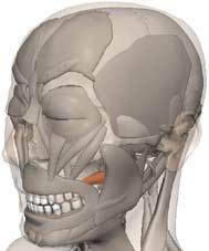 13. 깨물근 ( 교근咬筋, masseter muscle) 분포 : 광대뼈부분에서시작하여아래턱뼈의바깥쪽면에닿는다. 짧고두꺼운사각형의이근육은얼굴의옆면을차지하고있다. 기능 : 이근육은음식을씹을때아래턱을위로들어올리는 16. 입꼬리내림근 ( 구각하체근口角下筋, depressor anguli oris muscle) 분포 : 아래턱뼈바닥부분에서시작하여입꼬리에닿는다.