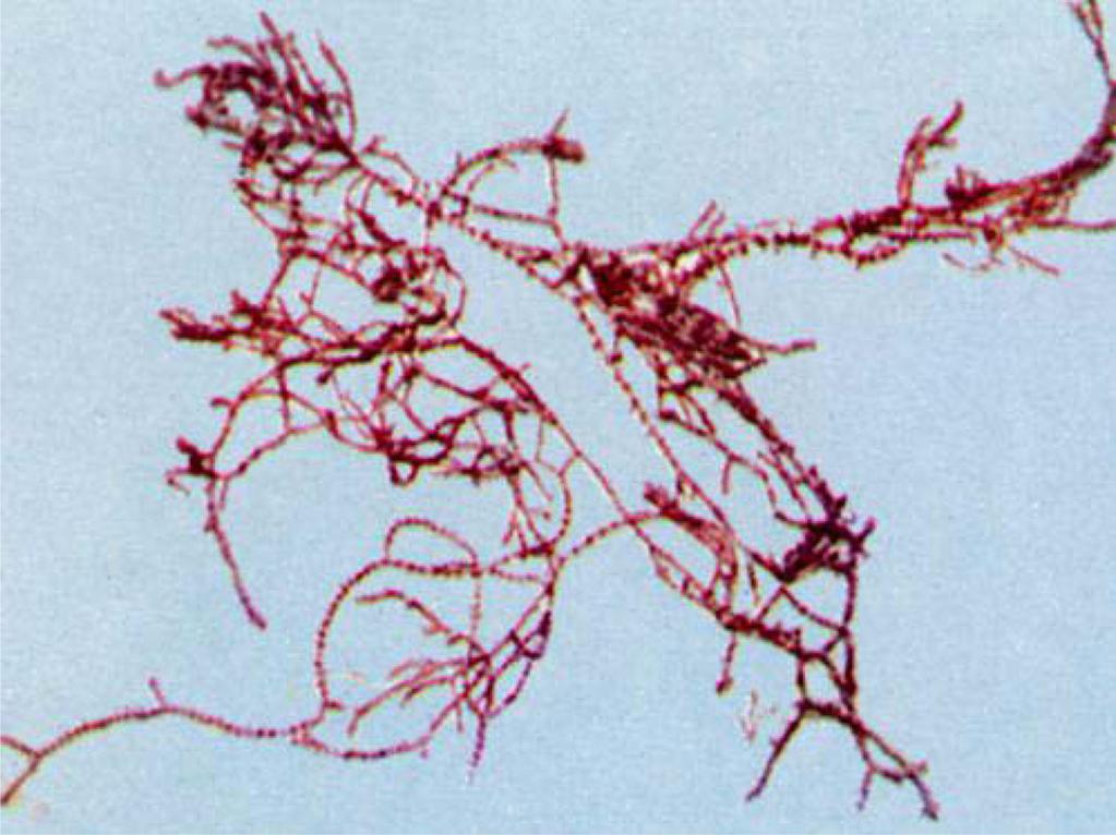 Vol. 44, No. 2, 2013 155 Fig. 1. A photo of Ceramium boydenii. Janus kinase/signal transducer and activator of transcription (Jak/STAT) 신호전달기전은면역기능, 세포성장인자, 세포분화등을포함하여다수의중요한생물학적인반응을조절한다.