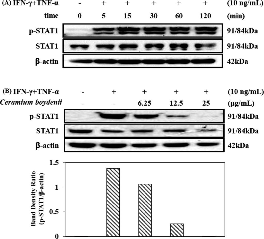 특히 12.5, 25 µg/ml 의단박추출물을처리한그룹에서는 IFN-γ 와 TNF-α (10 ng/ml) 만처리한그룹과비교하였을때, 12.5 µg/ml 에서 222.9 pg/ml, 25 µg/ml 에서 176.3 pg/ml 의 MDC 생성이확인되어단박추출물로인해 MDC 생성이감소된것을확인할수있었다 (Fig. 2-B).