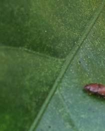 21. 애넓적밑빠진벌레 ( 밑빠진벌레과 Nitidulidae) 학명 : Epuraea