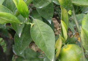 3%) 7일간격으로 3~4회잎으로뿌려줌 - 기온이높을수록잎에살포한비료가잘흡수되므로가급적따뜻한날 (15 이상