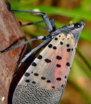 미국선녀벌레는회색에가까우며자세히관찰하면날개에흰색반점이있다.
