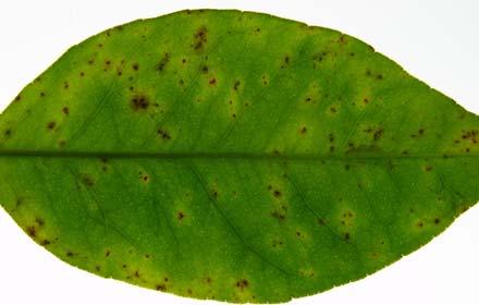 8. 누른무늬병 ( 황반병 ) 학명 : Mycosphaerella citri Whiteside 영명 : Greasy spot 초기에는잎의앞면에노란색의얼룩반점이생기고그주위는황화되어노랗게변한다. 잎의뒷면에는갈색의화상을입은것과같은조직이되며그주위는약간부풀어오르고황화된다.