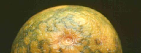 12. 모자이크바이러스 학명 : Citrus mosaic virus(cimv)