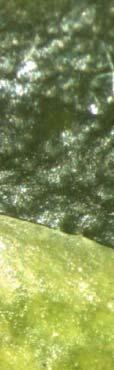 3. 귤녹응애 ( 녹응애과, Eriophyidae) 학명 : Aculops pelekassi Keifer 영명 : Pink citrus rust mite