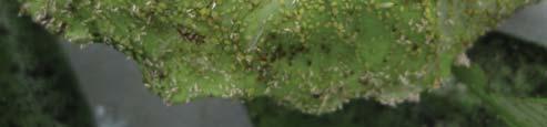 10월이후에주기주식물인조팝나무로이동하여산란하고알로월동한다.