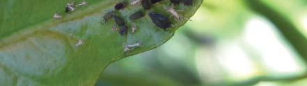 aphid 무시 ( 날개없는 ) 성충은몸길이가 1.1~ 1.