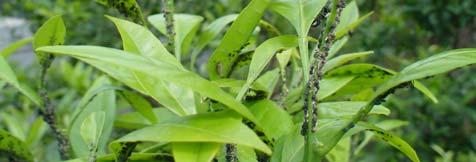 조팝나무진딧물과마찬가지로주변의기주식물에서알로월동한다.