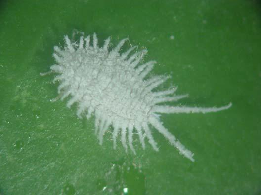 12. 귤애가루깍지벌레 ( 가루깍지벌레과 Pseudococcidae) 학명 : Pseudococcus cryptus Hempel 영명 : Citriculus mealybug