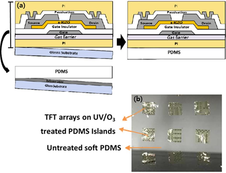 플렉서블 OLED 디스플레이용 TFT 기판및전극기술동향 그림 3. (a) 플렉서블 Oxide TFTs 제조과정과 PDMS 기판을선택적으로경화시켜 TFT array 를올림.