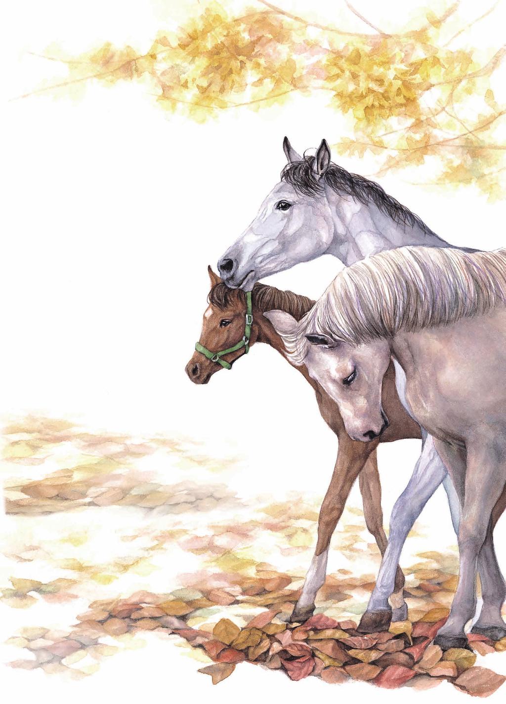 HUMAN & HORSE MAGAZINE 렛츠런파크블로그 http://blog.naver.com/letsrun2014 렛츠런파크페이스북 www.facebook.