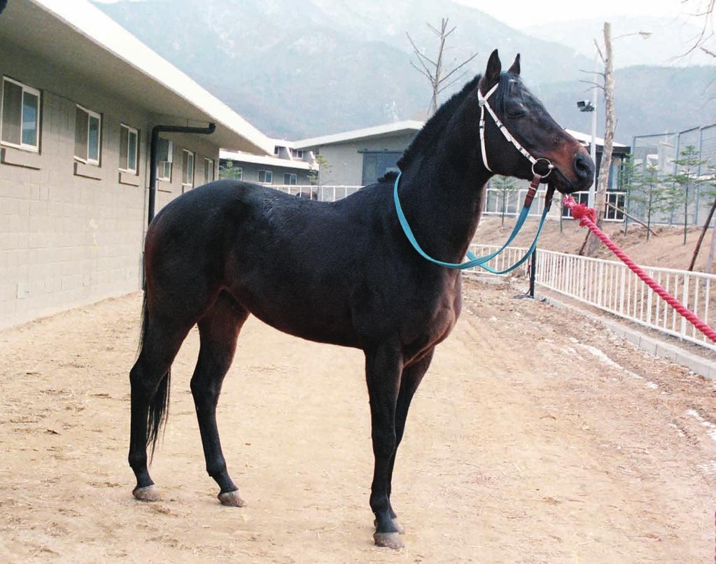 자료제공한국마사회홍보부 역대최고부담중량에도굴하지않은 차돌 차돌 은 1989년그랑프리우승으로당시한국경마계를흥분으로몰아넣은주인공이다.