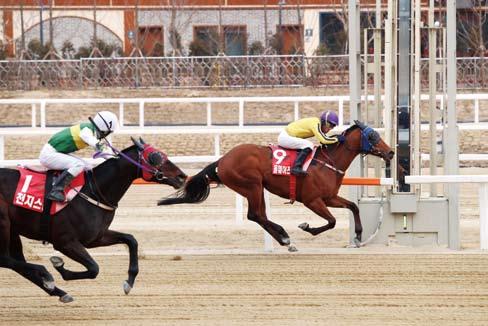 챔피언십시리즈경주는일반경주와대상경주로나뉘어한달에 2 회이상열리는데, 그중주목할만 한챔피언십시리즈대상경주들을정리해본다. 서울마주협회장배 (GⅢ) 화려한스타트 코리안더비 (GⅠ) 기대주의도약 챔피언십시리즈경주중첫번째 GⅠ 경주 이자, 대표적국산 3 세마를가리는코리안 더비.