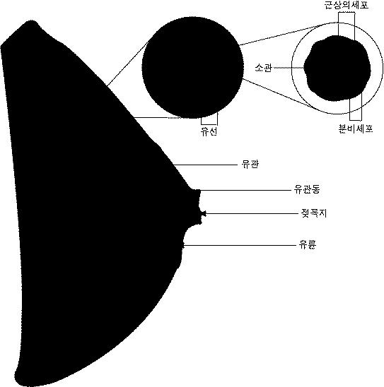 모유생산과정