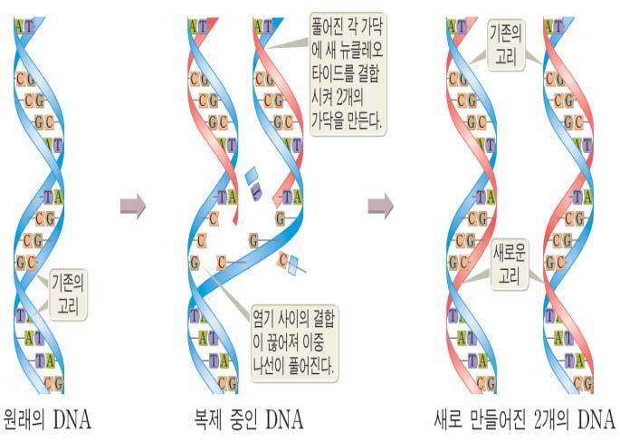 DNA는자기복제와단백질합성이주업무이다. DNA 는단백질합성에대한일종의설계도를가지고있다. 자기복제는상대적으로쉽다. 꼬여있는이중나선구조를풀고, DNA 를복제해서세포분열후 DNA 를나눠가지면된다. 단백질합성의경우는다르다. 단백질합성을위해서는 RNA 가필수적이다. RNA 는유전정보를 DNA 대신운반하고다시그것을해석하는고분자물질이다.