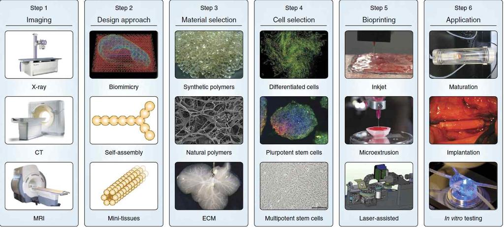 < 그림 2-Ⅱ-2> 바이오프린팅공정 자료 : Sean V Murphy & Anthony Atala(2014), 3D bioprinting of tissues and organs, Nature Biotechnolgy, Vol.32, No.8 2014 August.
