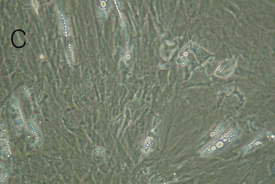 (A) 10.0 / cultivated wild ginseng extract to the preadipocyte (B) 1.