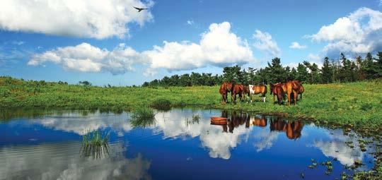 JEJU 01. 푸른땅제주 UNESCO 생물권보전지역 지정일 2002년 12월 16일, 세계생물권보전지역으로지정. 생물지리학지역 (Biogeographical Province) 아열대및온대우림.