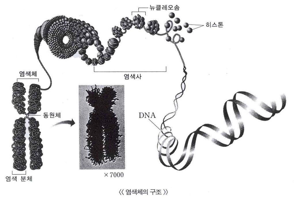 <32 강염색체 (1)> 1) 염색체의구성 1 DNA( 유전자의본체 ) 와단백질 ( 히스톤단백질 ) 로구성되어있고, DNA를히스톤단백질이감아뉴클레오솜을형성한다. 2 이러한뉴클레오솜이연속적으로연결된형태를염색사라고하고, 염색사는더꼬이고꼬여서염색체를형성한다.
