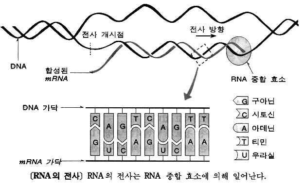 .... 다-다-다-다..., 바-바-바-바..., 마-마-마-마세가지종류나옴 2. 전사 ( 핵속의 DNA의정보--> mrna) ( 장소 : 핵 ) (1) RNA의종류 1. mrna(messenger RNA) : DNA의유전정보를세포질의리보솜으로전달 2. rrna(ribosomal RNA) : 단백질과결합하여리보솜을구성 3.