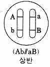 1 독립유전 : 두쌍의대립유전자가각기다른염색체에위치하여독립되어있을경우 - 생식세포를만들때상동염색체가분리되므로두쌍의대립유전자는독립적으로분리됨 AB, Ab, ab, ab = 1 : 1 : 1 : 1 2 상인연관 : 각각의대립유전자중우성끼리또는열성끼리연관되어있는경우 (A와 B, a와 b가연관 (AB/ab) 되어있을경우 ) AB : ab =1 : 1 3 상반연관