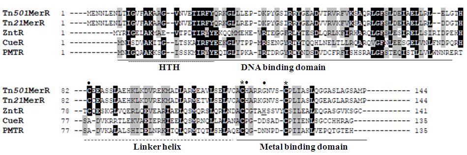 P. mirabilis 전사조절단백질의 DNA 결합특성 159 Fig. 1. Amino acids sequence alignment of MerR family proteins. HTH means helix-turn-helix for DNA binding motif.