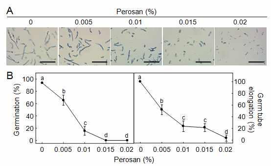 Fig. 1-5. In vitro antifungal activity of Perosan during conidial germination and germ tube elongation of Fusarium oxysporum f. sp. fragariae. (A) Conidial germination of F. oxysporum f. sp. fragariae treated with different concentrations of Perosan (0, 0.