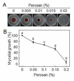 (B) Relative conidial germination and germ tube elongation reduced by increasing Perosan treatments.