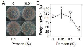 Fig. 1-7. Antifungal activity of Perosan against conidial germination of Fusarium oxysporum f. sp. fragariae in soil mixture.