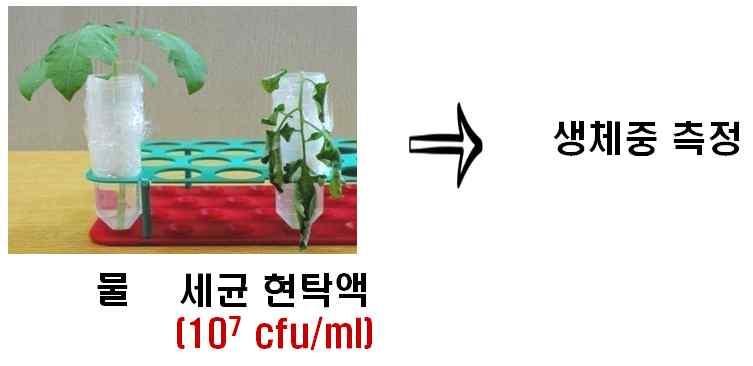 Conidia were recovered from the soil mixture at 1 h after Perosan treatment.